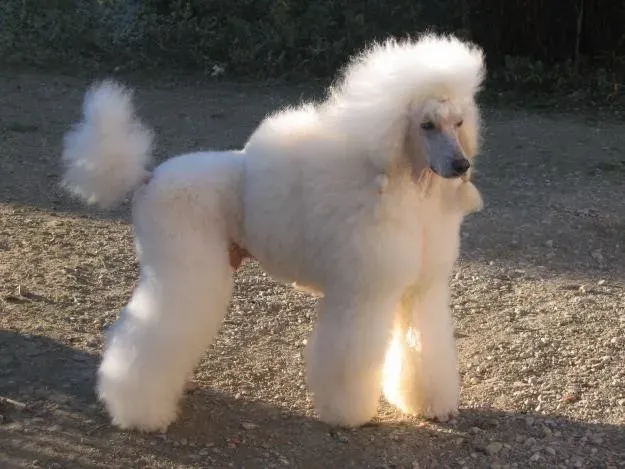 Le Caniche Moderne : Encore Capable d'Être un Chien de Chasse ?