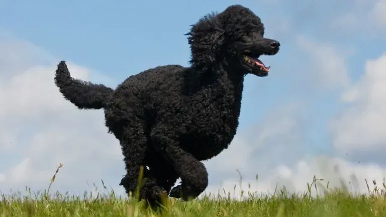 Le Caniche, un Chien de Chasse : Retour aux Sources
