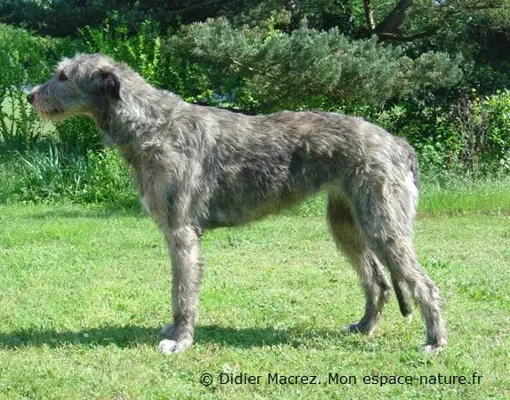 Le Caractère Unique du Chien de Chasse Irlandais