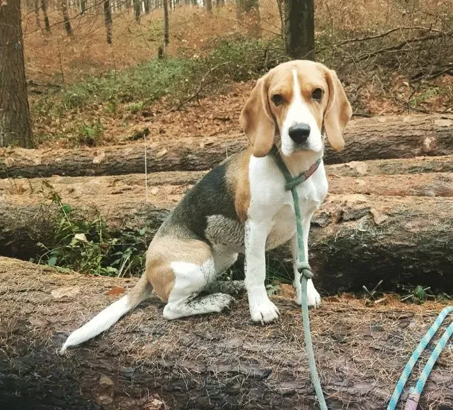 Le Chien de Chasse Croisé : Un Partenaire Efficace ?