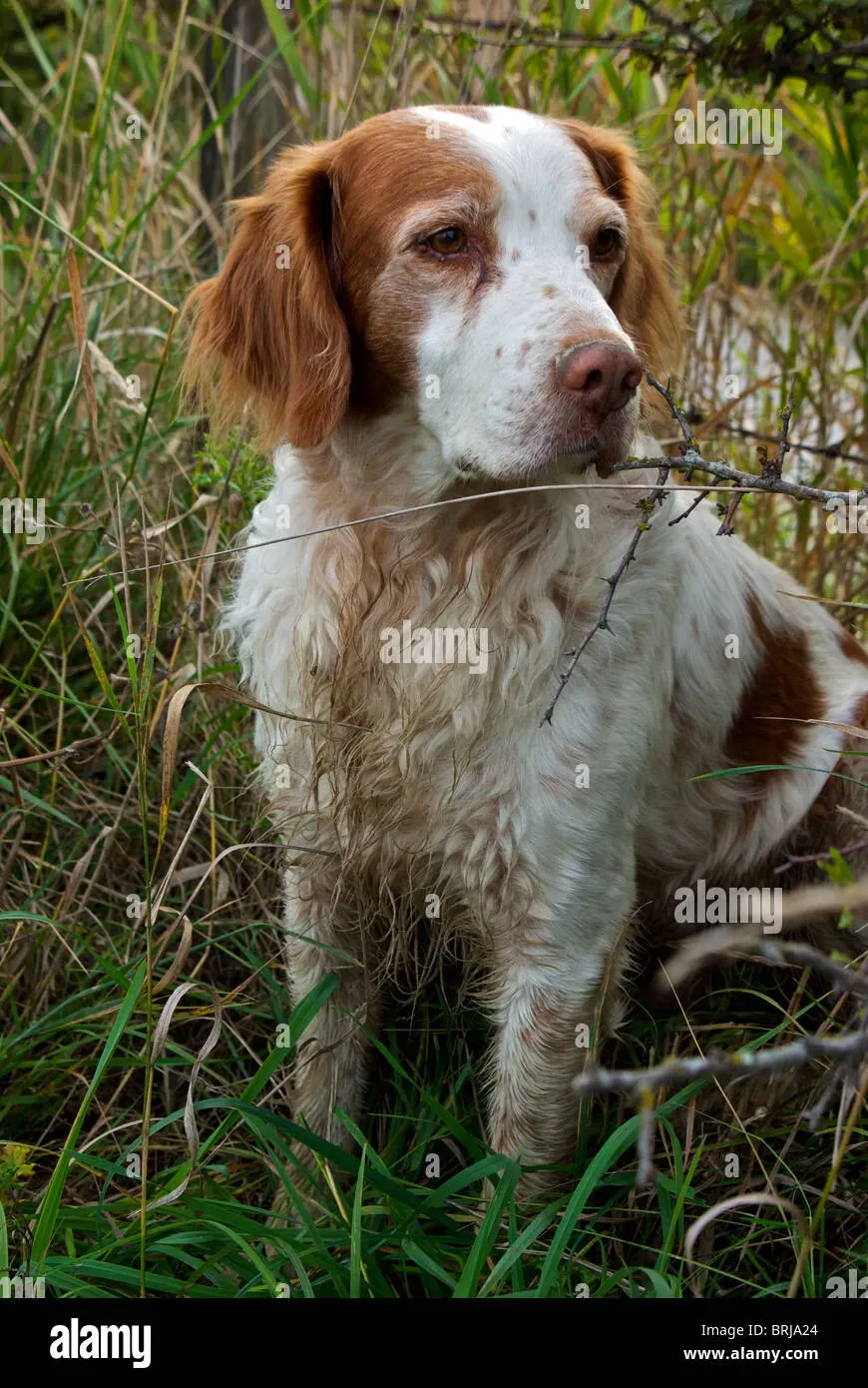 Le chien de chasse épagneul : Un instinct inné