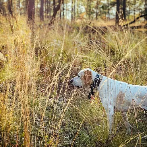 Le chien de chasse et de compagnie : Comprendre la nuance