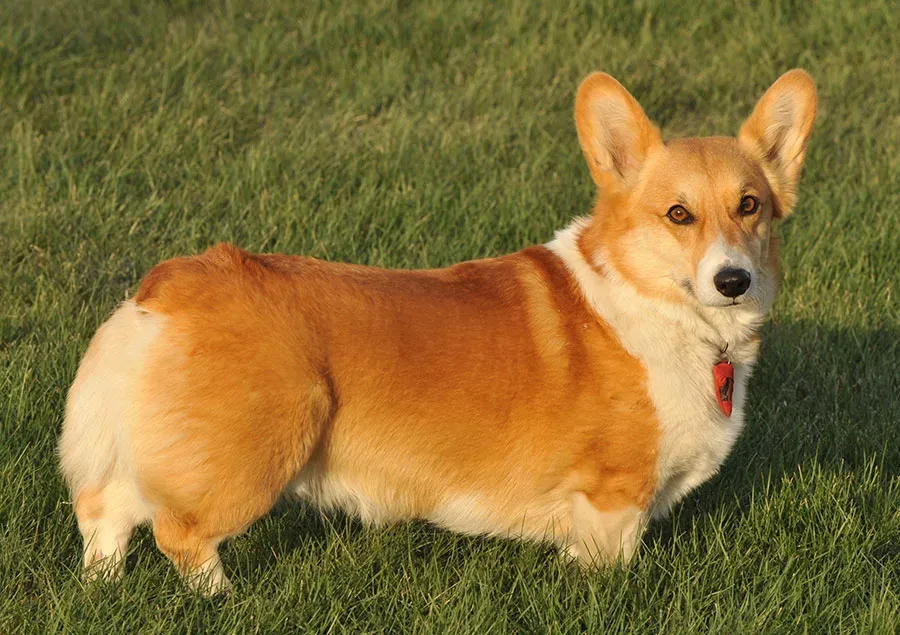 Le Corgi chien de chasse : une histoire surprenante
