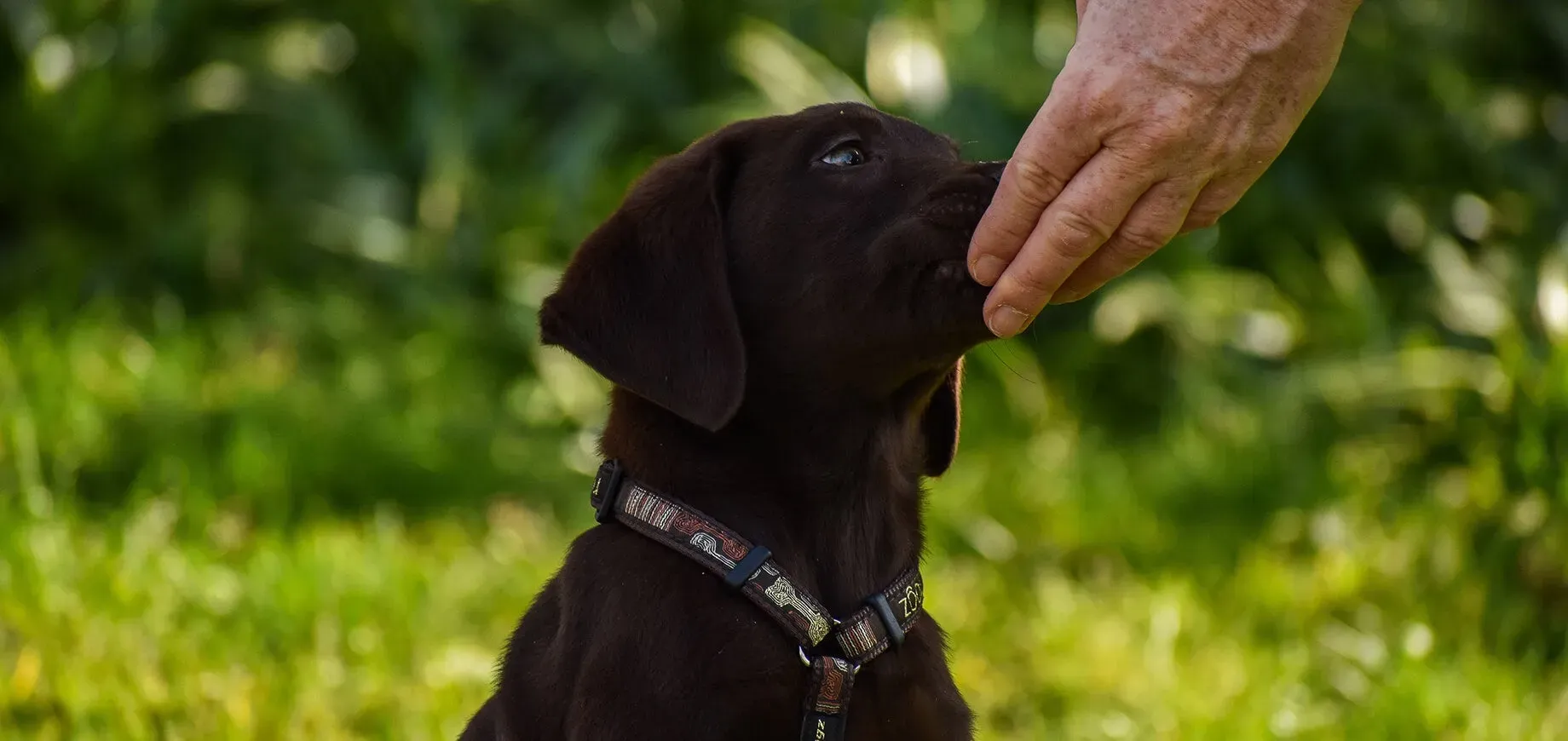 Le coût total sur la vie : Un engagement financier à long terme pour votre chien de chasse