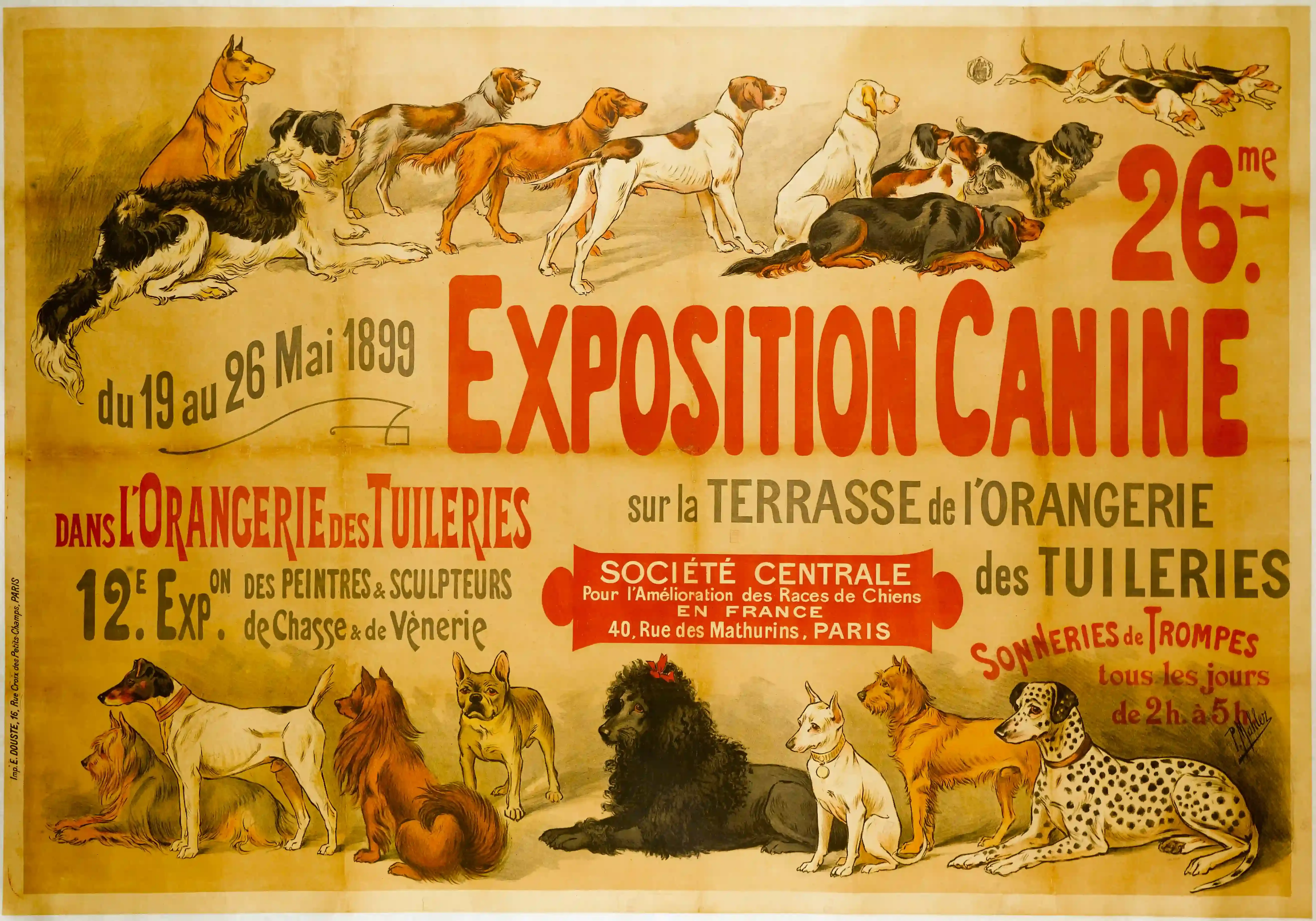 Le dalmatien chien de chasse : pourquoi on le voit moins sur le terrain