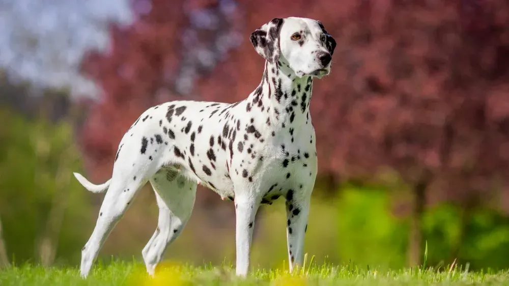 Le dalmatien : un compagnon polyvalent audelà de la chasse