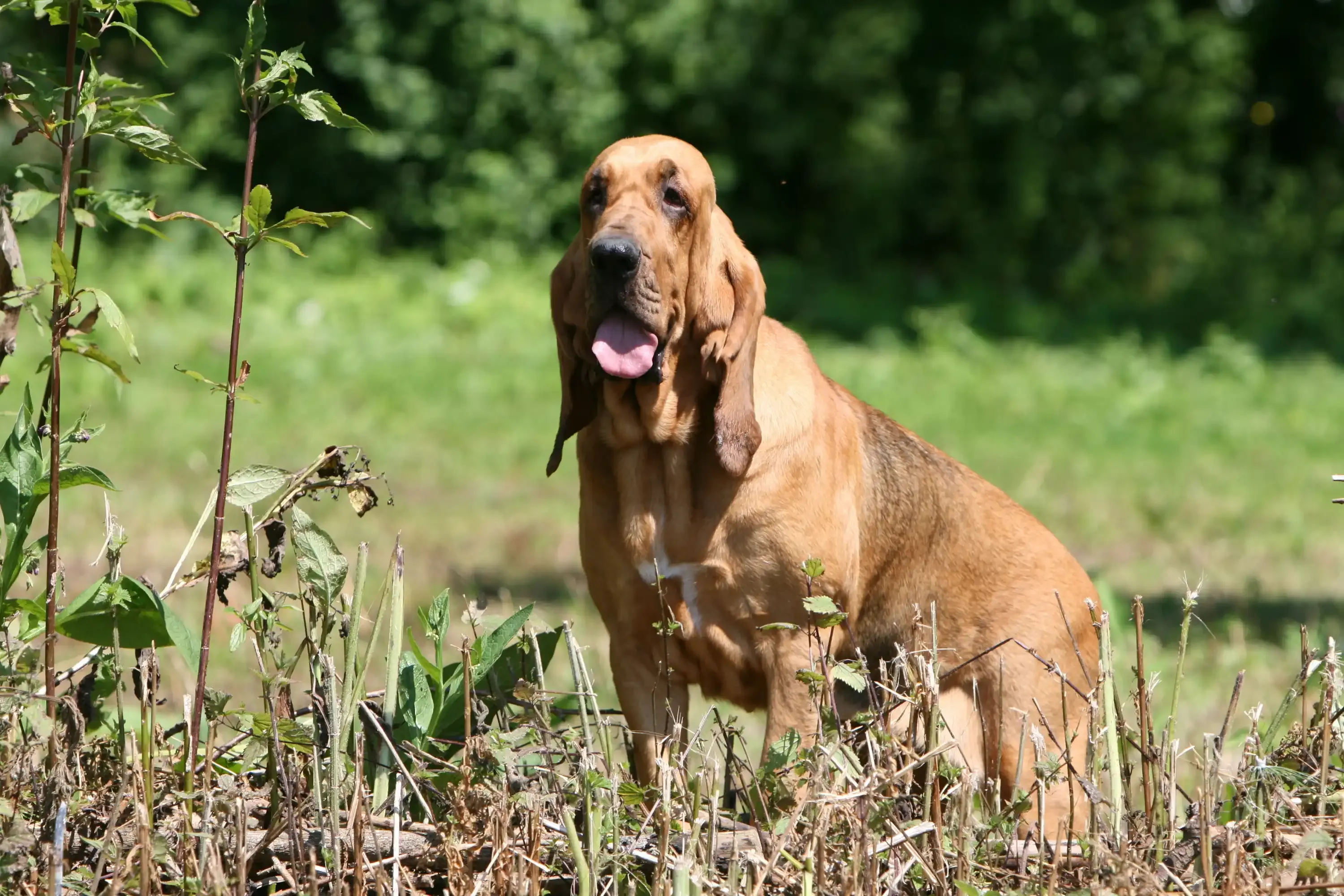 Le flair exceptionnel du chien de chasse fin détective