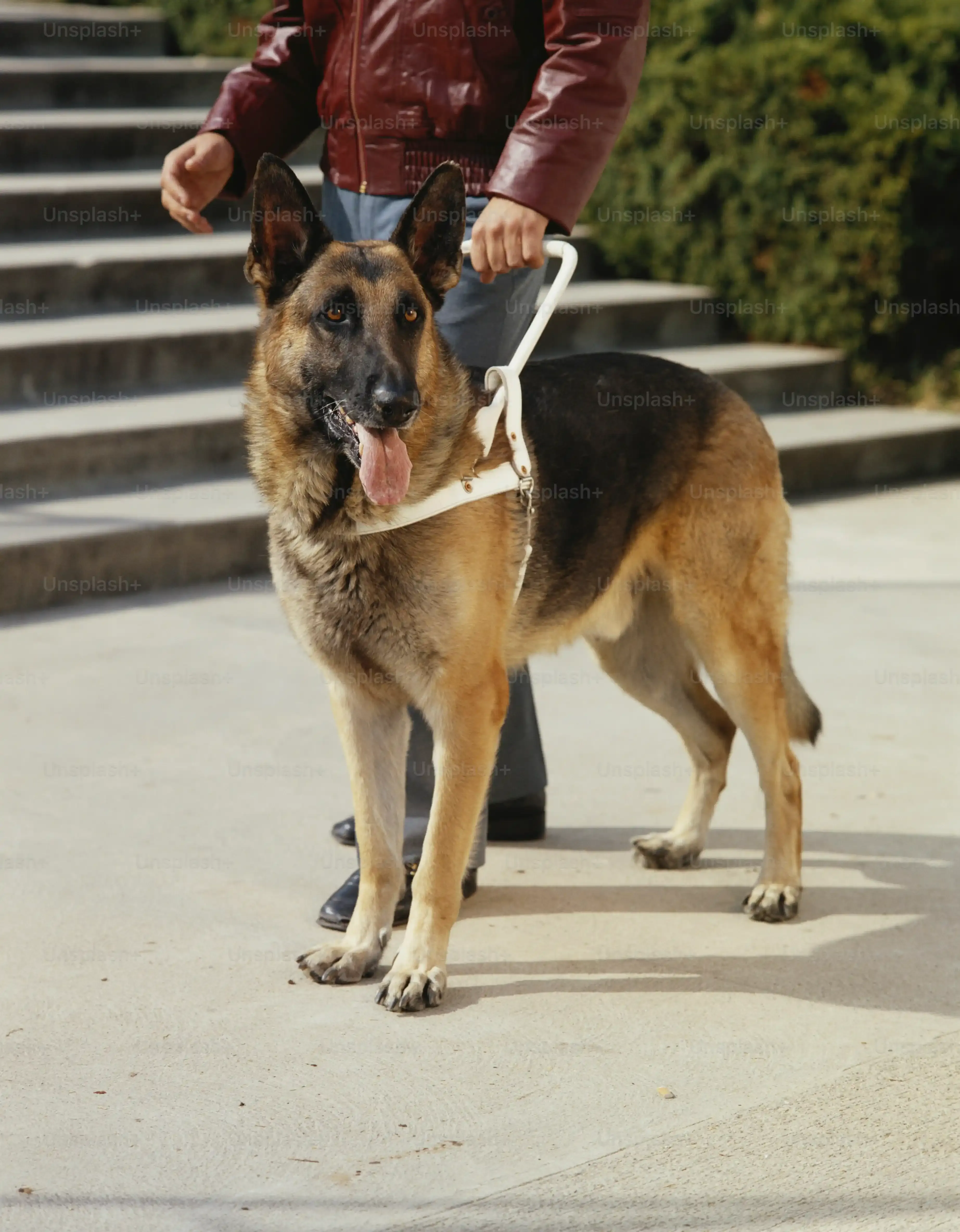 Le format 20 kg : un choix pratique pour l'alimentation du chien de chasse