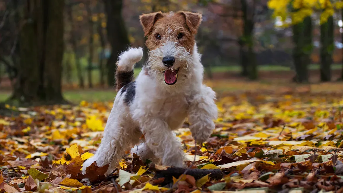 Le fox chien de chasse : Une histoire forgée dans les terriers