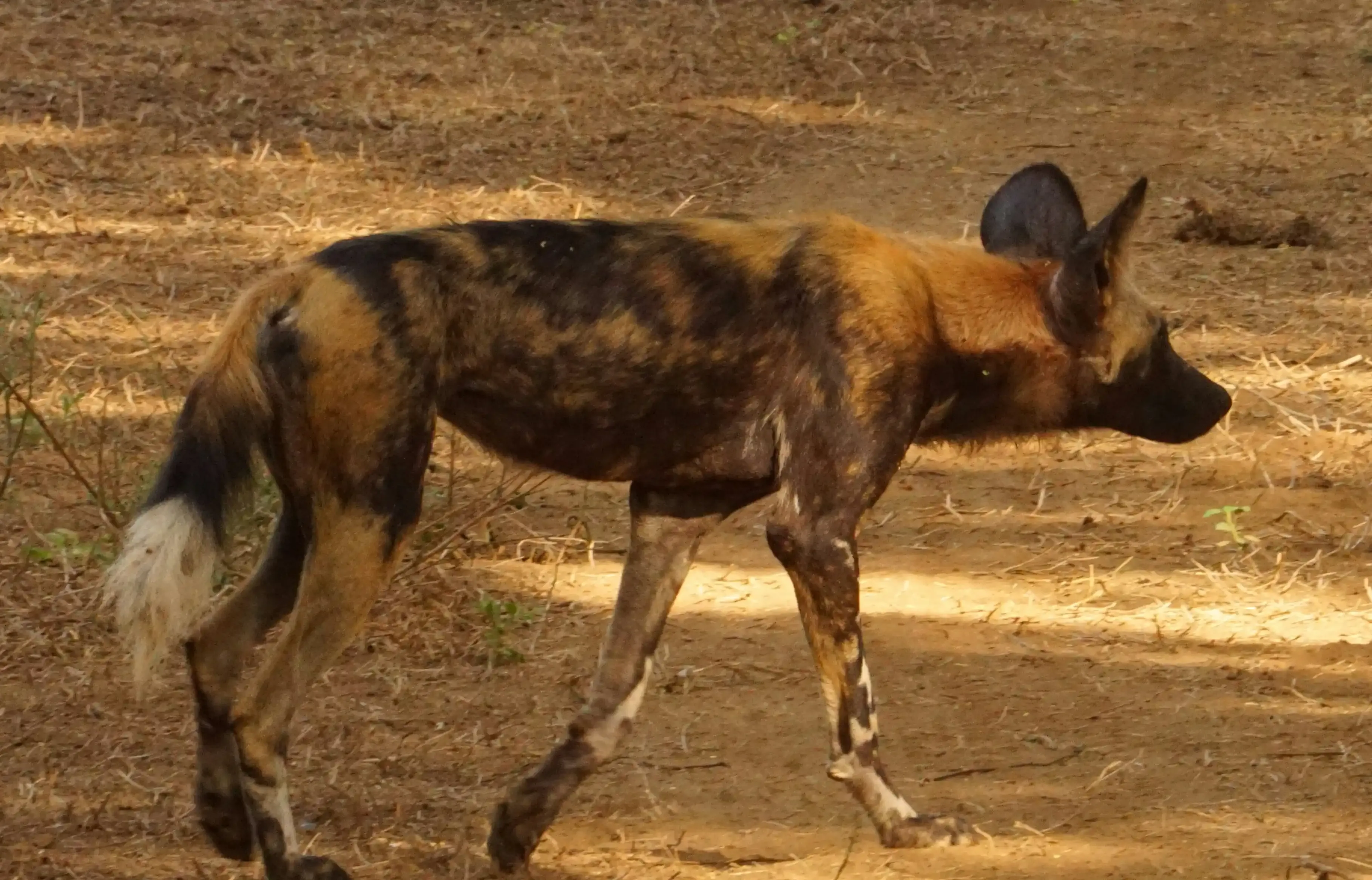 Le Griffon Chien de Chasse au Quotidien : Plus Qu'un Chasseur