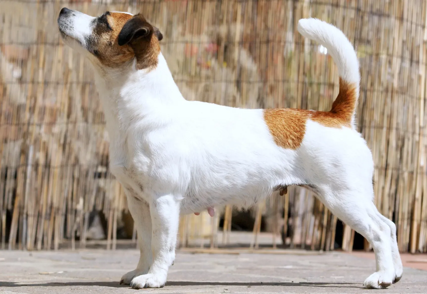 Le Jack Russell, un chien de chasse pas comme les autres