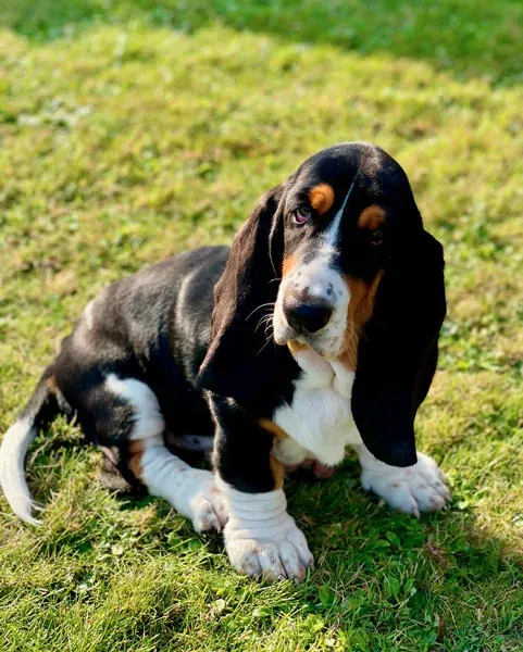 Le Mécanisme du Flairer Chez le Chien de Chasse sur le Terrain