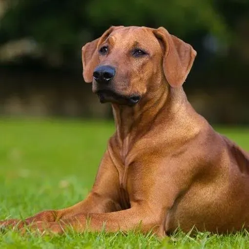 Le mystère du chien de chasse en 9 lettres : Les réponses