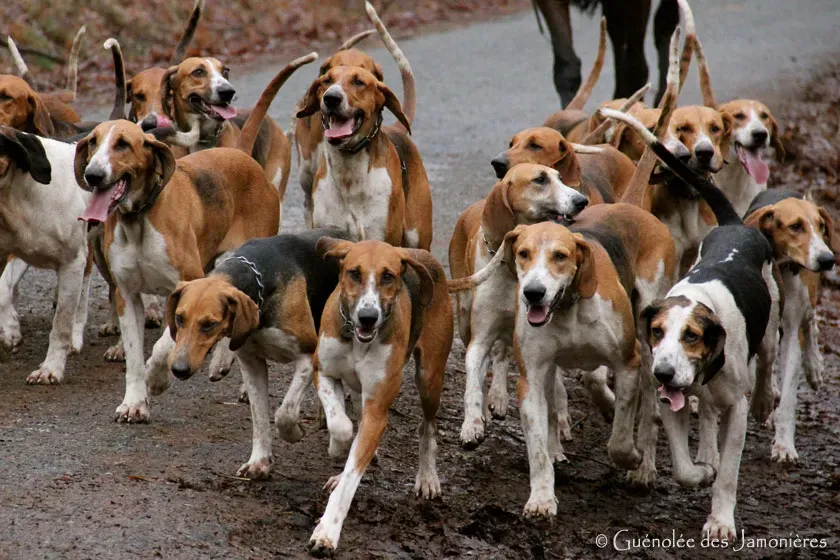 Le rôle crucial du chien de chasse à cour