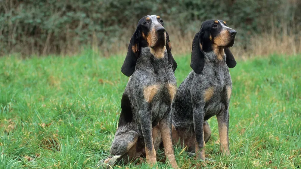 Le rôle crucial du chien de chasse au sanglier