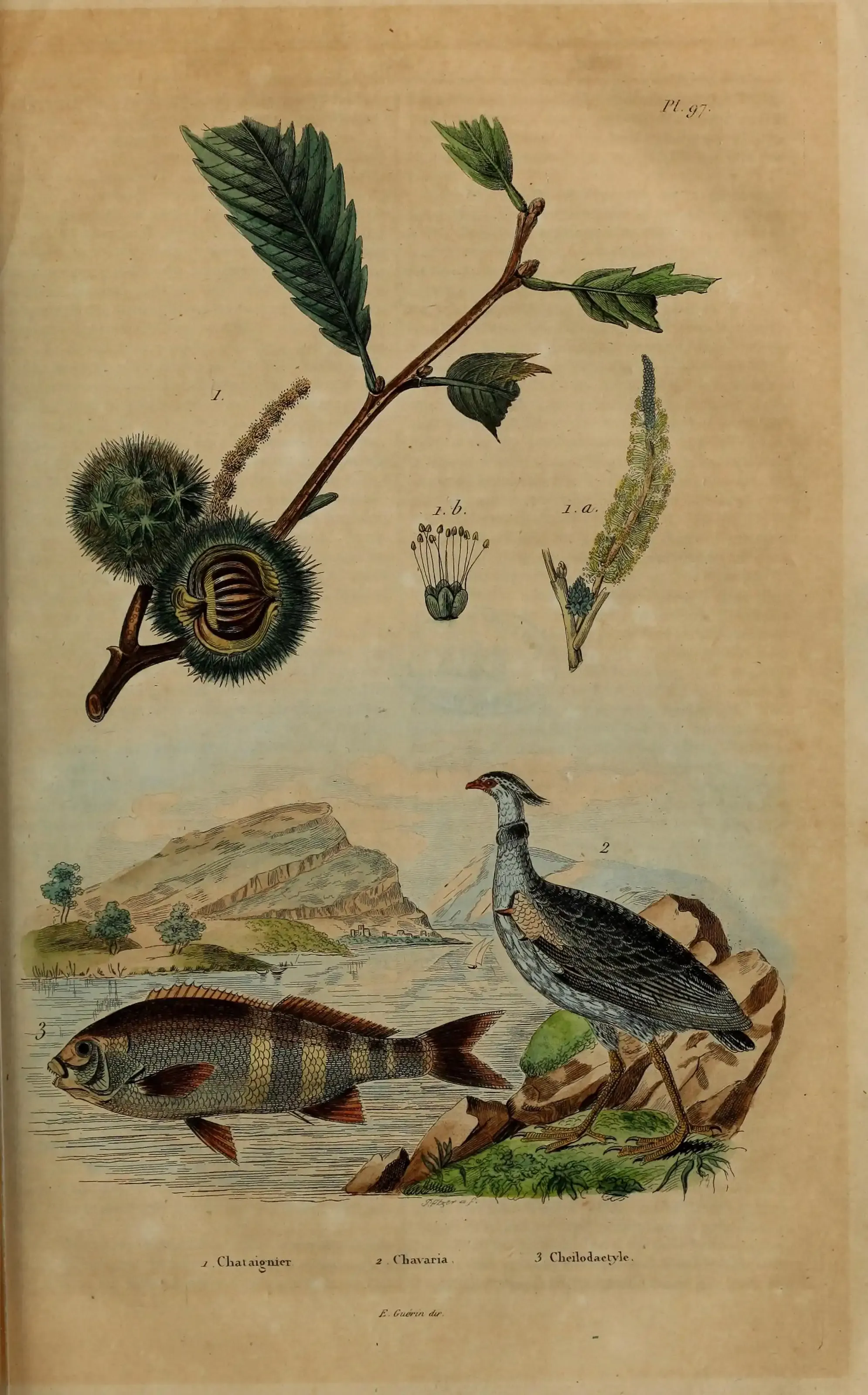 Le rôle des grandes oreilles dans la chasse
