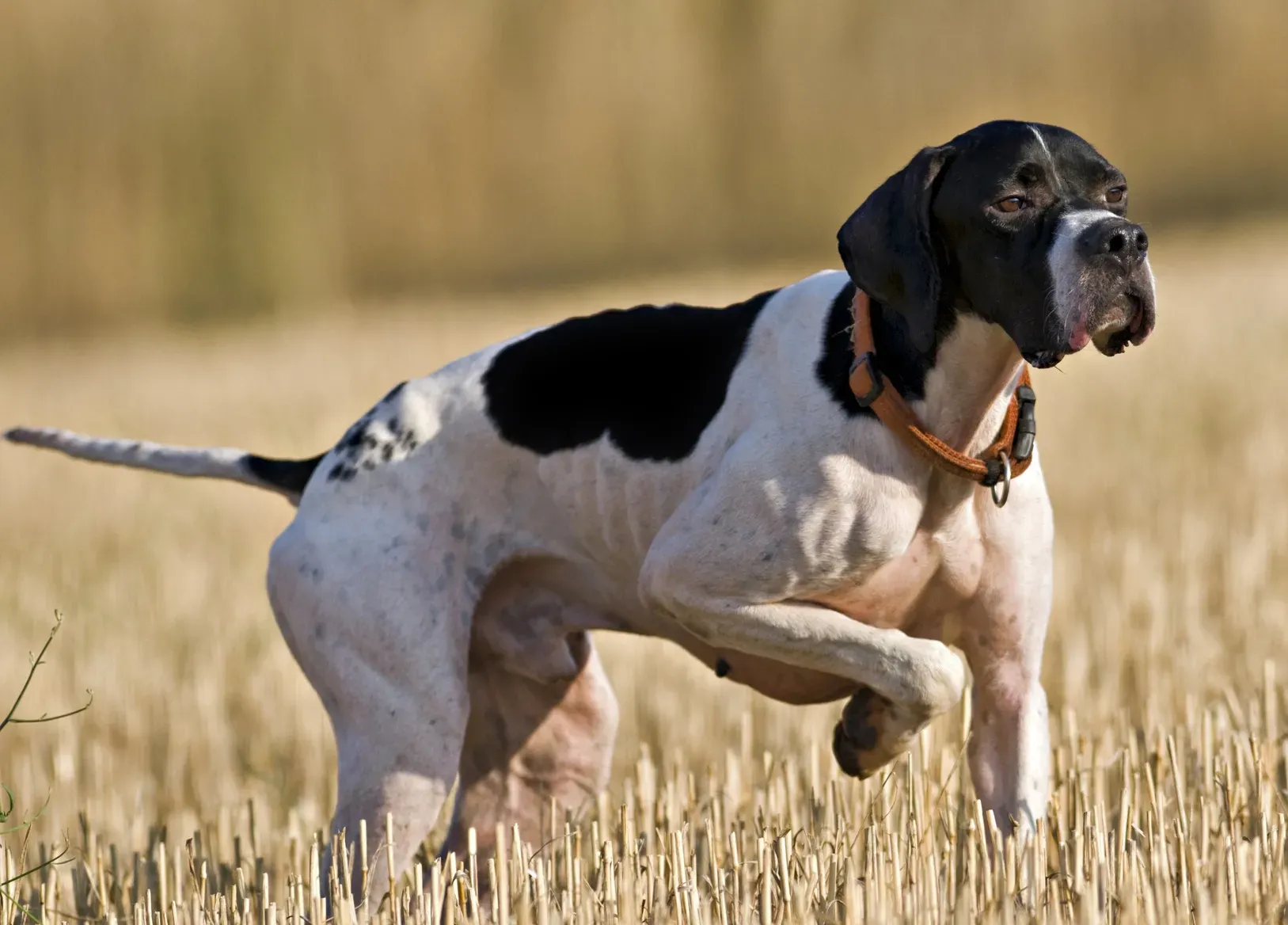 Le rôle unique du chien de chasse à l'arrêt