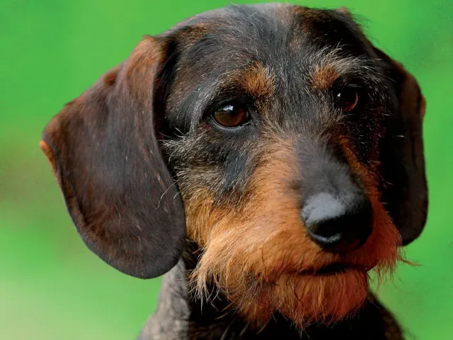Le Teckel chien de chasse : une histoire sous terre