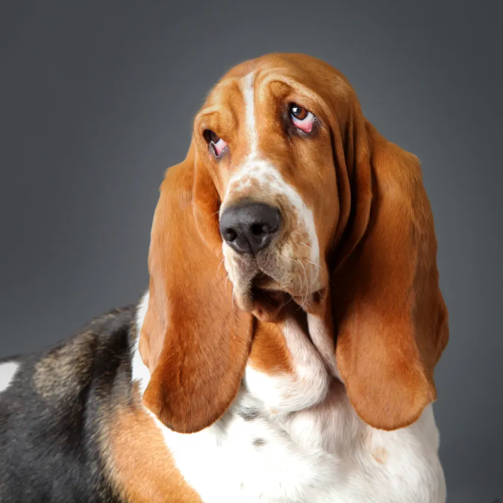 Le tempérament du Basset Chien de Chasse : Compagnon ou Chasseur ?