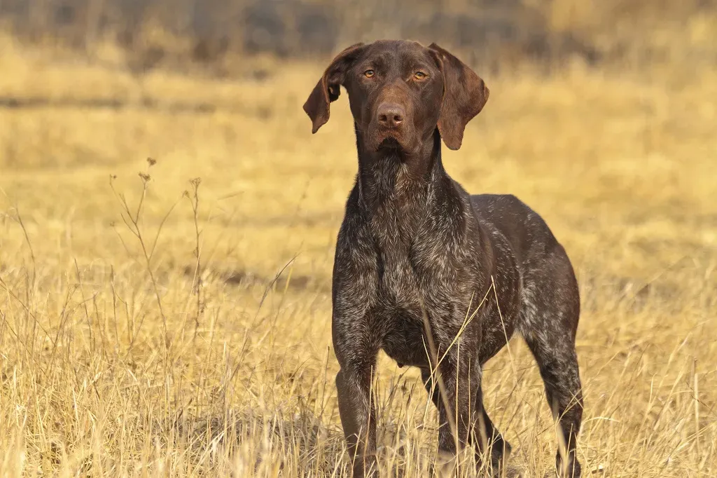 L'entraînement essentiel du chien de chasse gros gibier