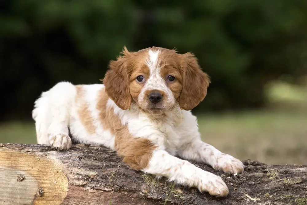 L'Épagneul : Un Chien de Chasse Ancré dans l'Histoire