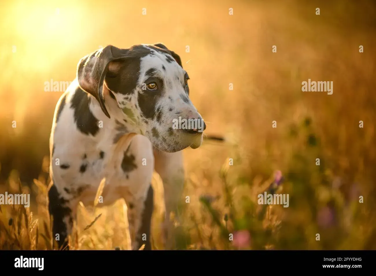 Les aptitudes du dalmatien pour la chasse aujourd'hui
