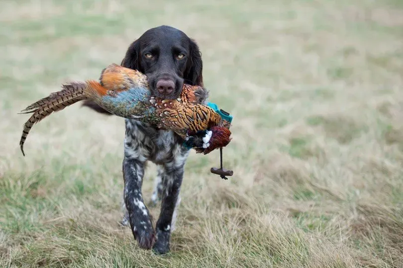 Les bases du dressage chien de chasse : Quand commencer ?