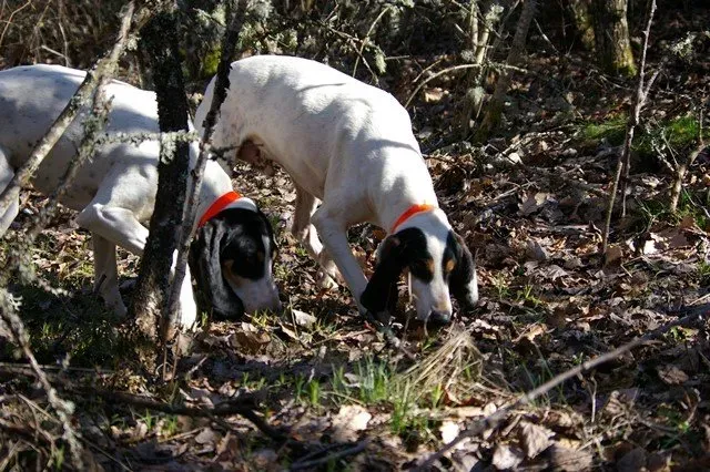 Les bases du dressage chien de chasse sanglier : les premiers pas