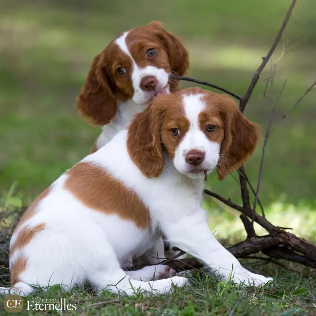 Les défis spécifiques quand on adopte un chien de chasse.