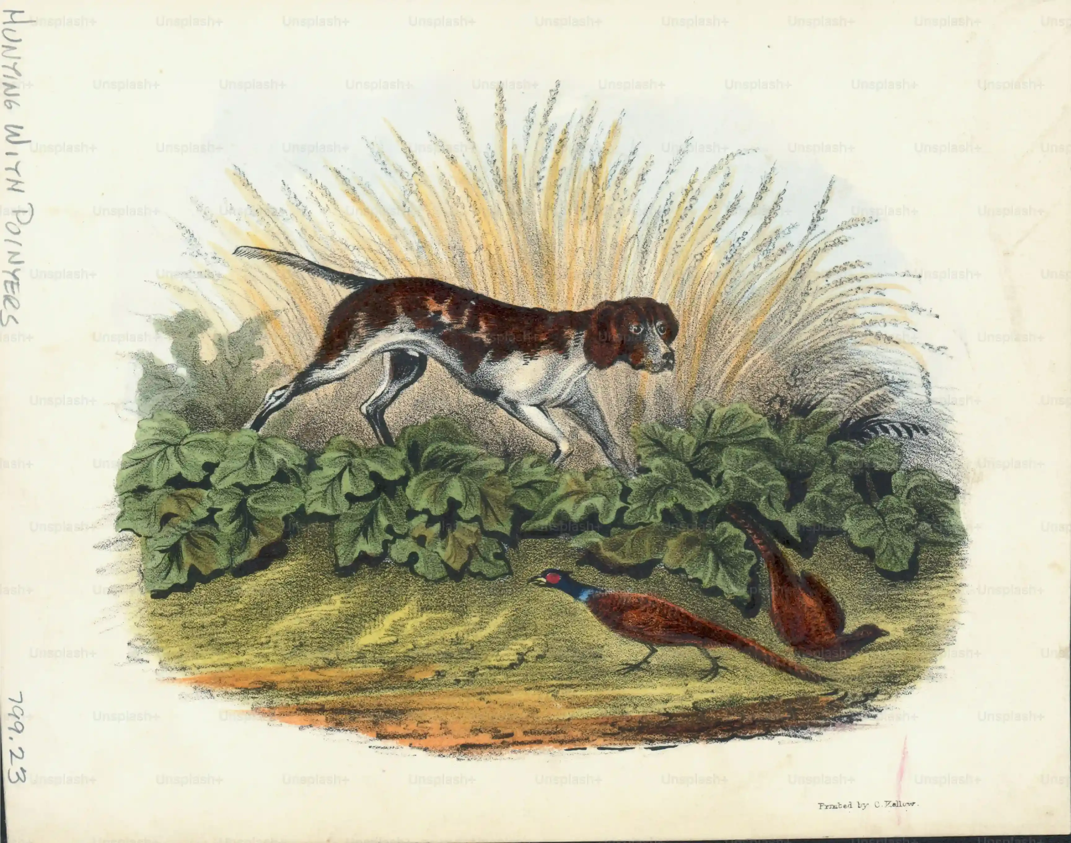 Les différentes races de chiens de chasse à retrouver en image