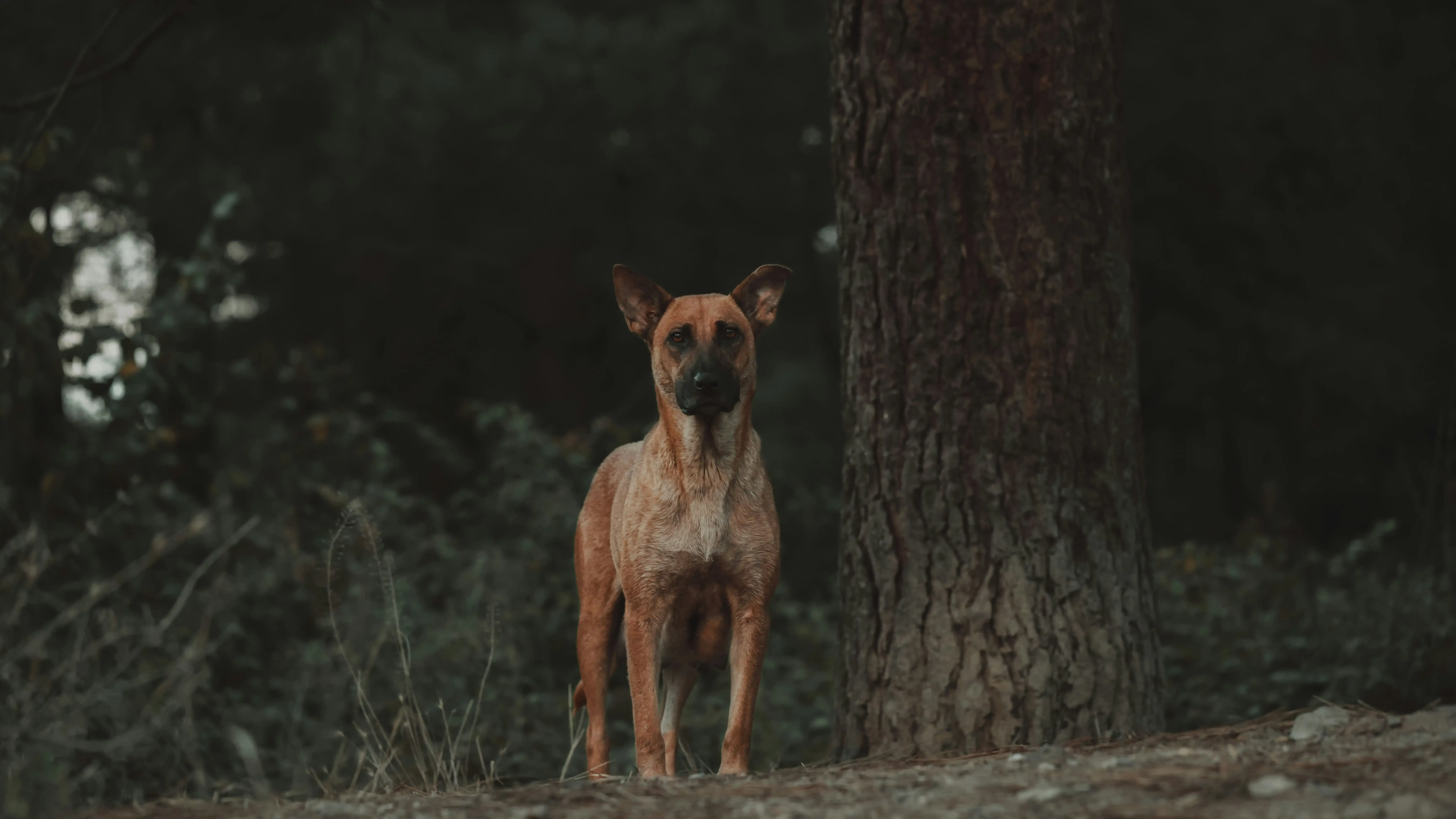 Les étapes clés après l'achat d'un chien de chasse à vendre