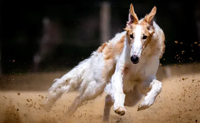 Les facteurs qui déterminent la vitesse d'un chien de chasse