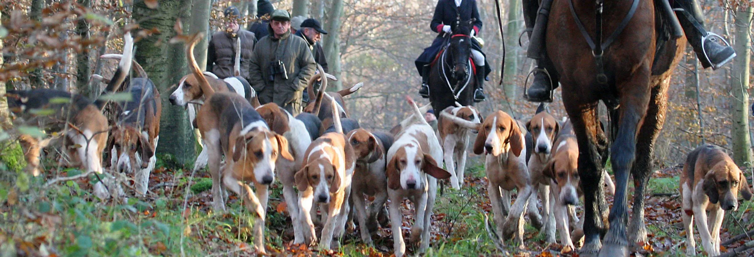 Les figures clés derrière l'équipage de chien de chasse à courre
