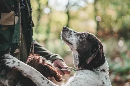 Les fondations pour faire grossir un chien de chasse