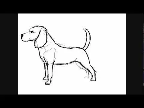 Les formes simples pour commencer votre dessin de chien de chasse