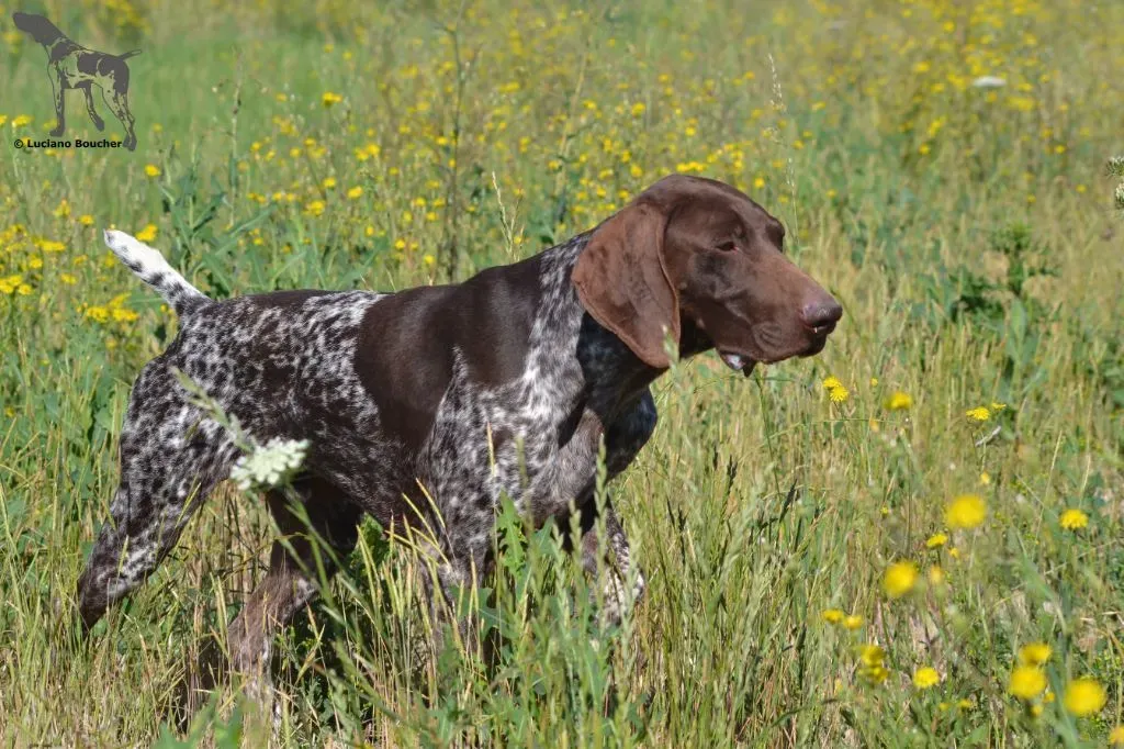 Les points clés à vérifier avant d'acheter un chien de chasse dressé
