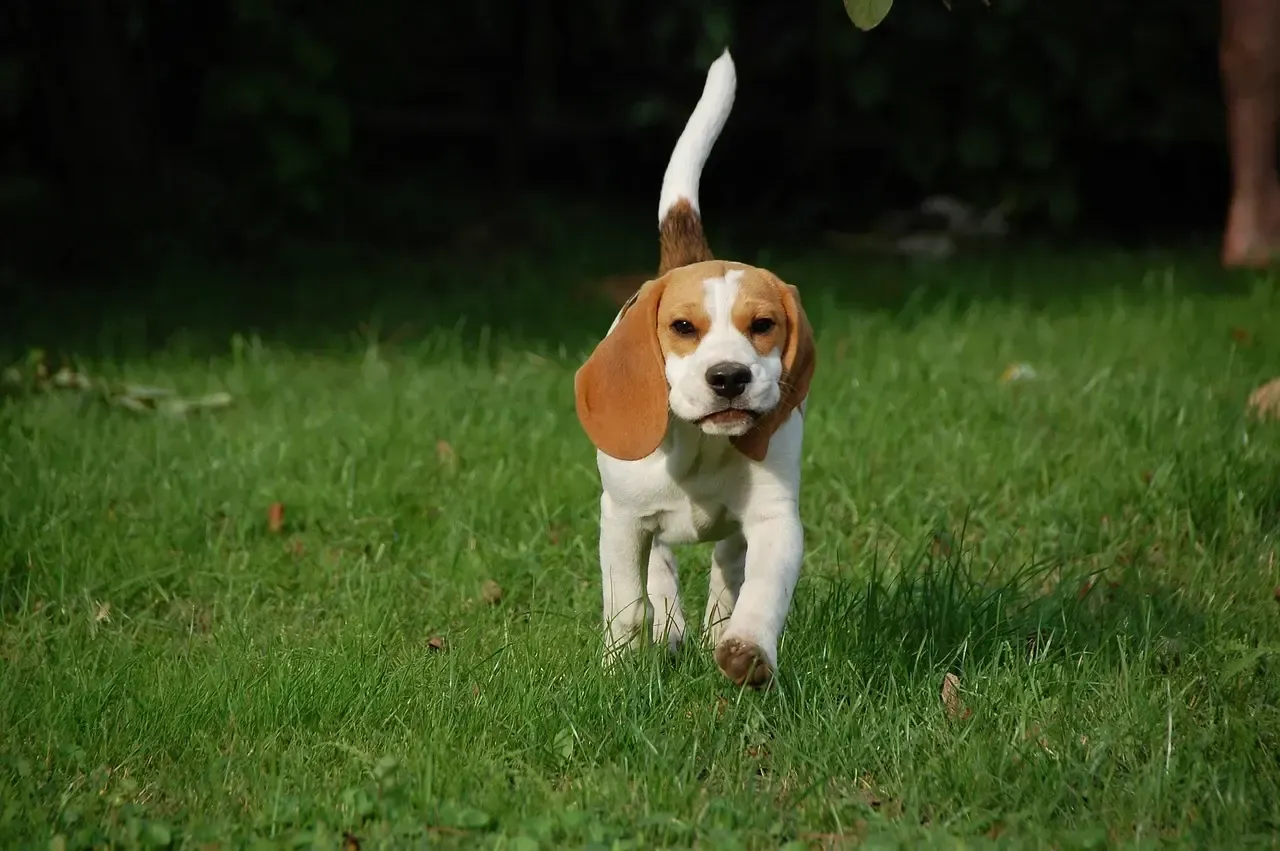 Les premiers signes qui montrent qu'un chiot a l'instinct de chasse