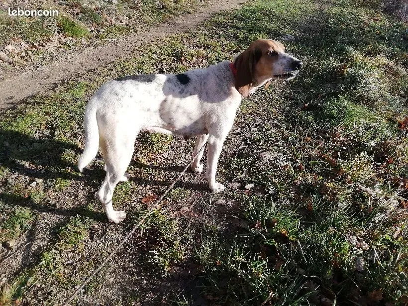 Les races de chien de chasse fréquemment vues sur Le Bon Coin