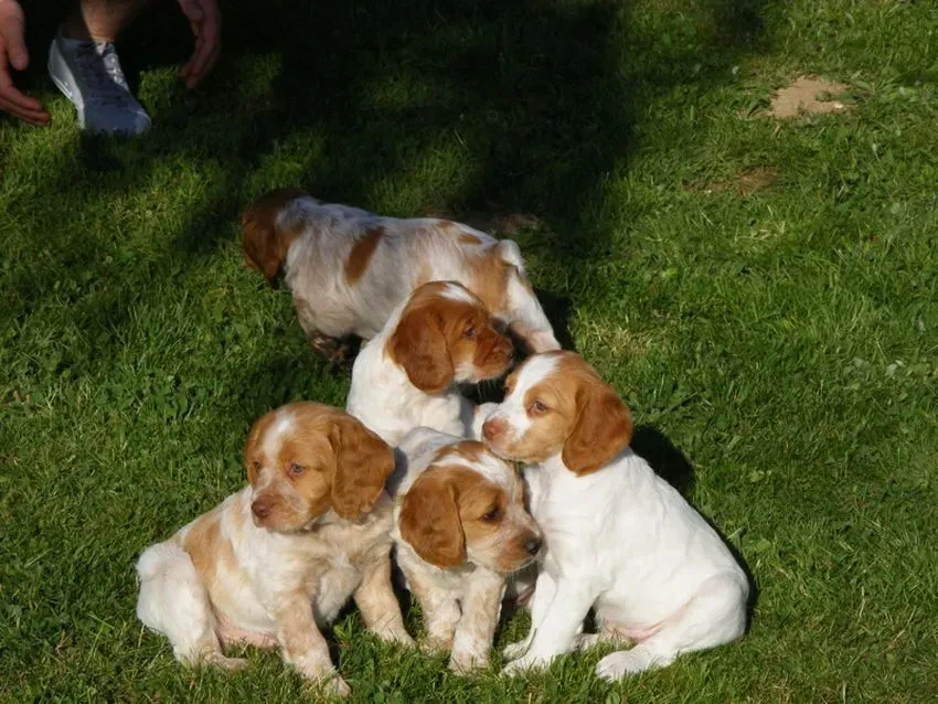Les races de chien de chasse les plus recherchées et où les trouver