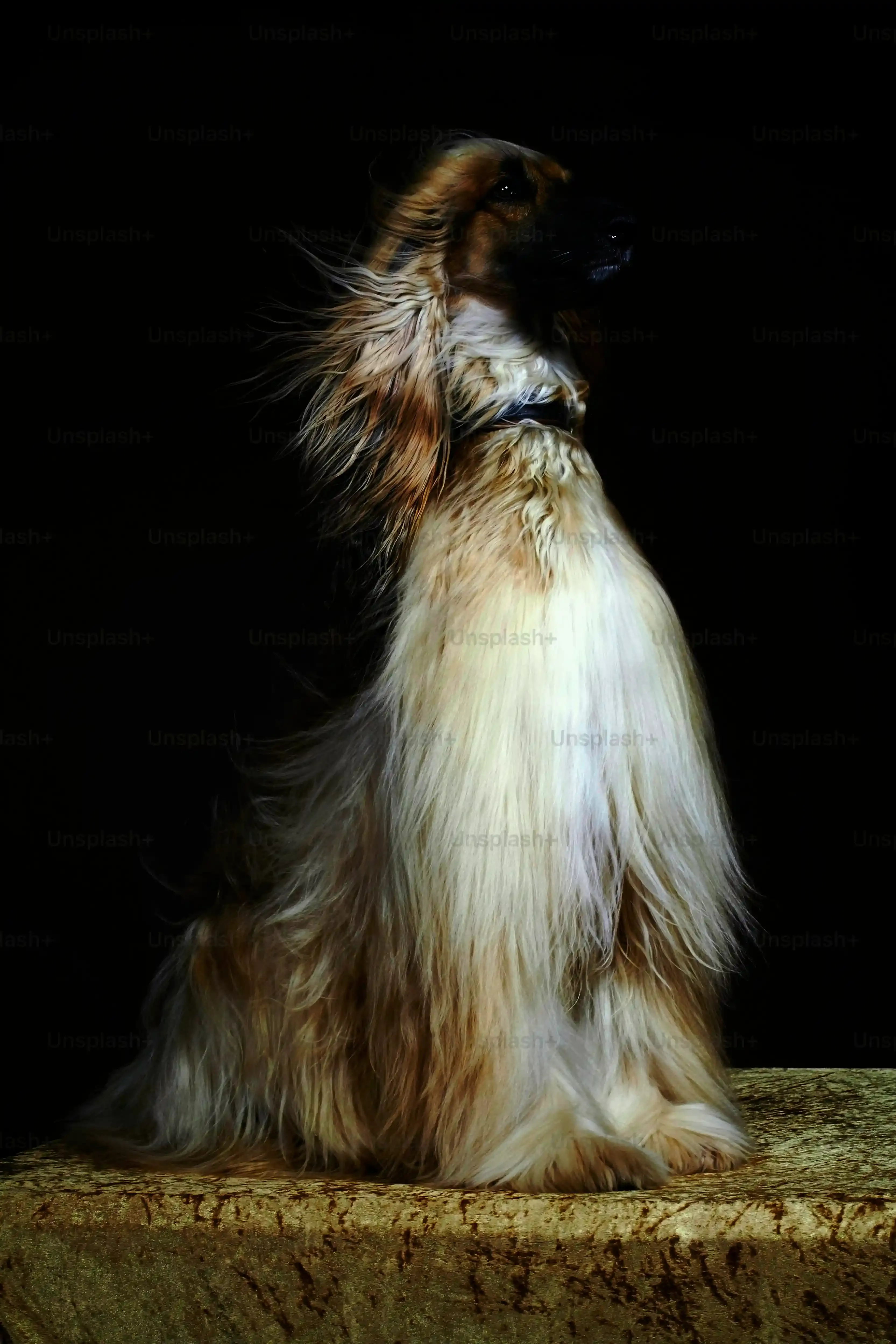 Les races de chien de chasse long poil : Qui sontils ?