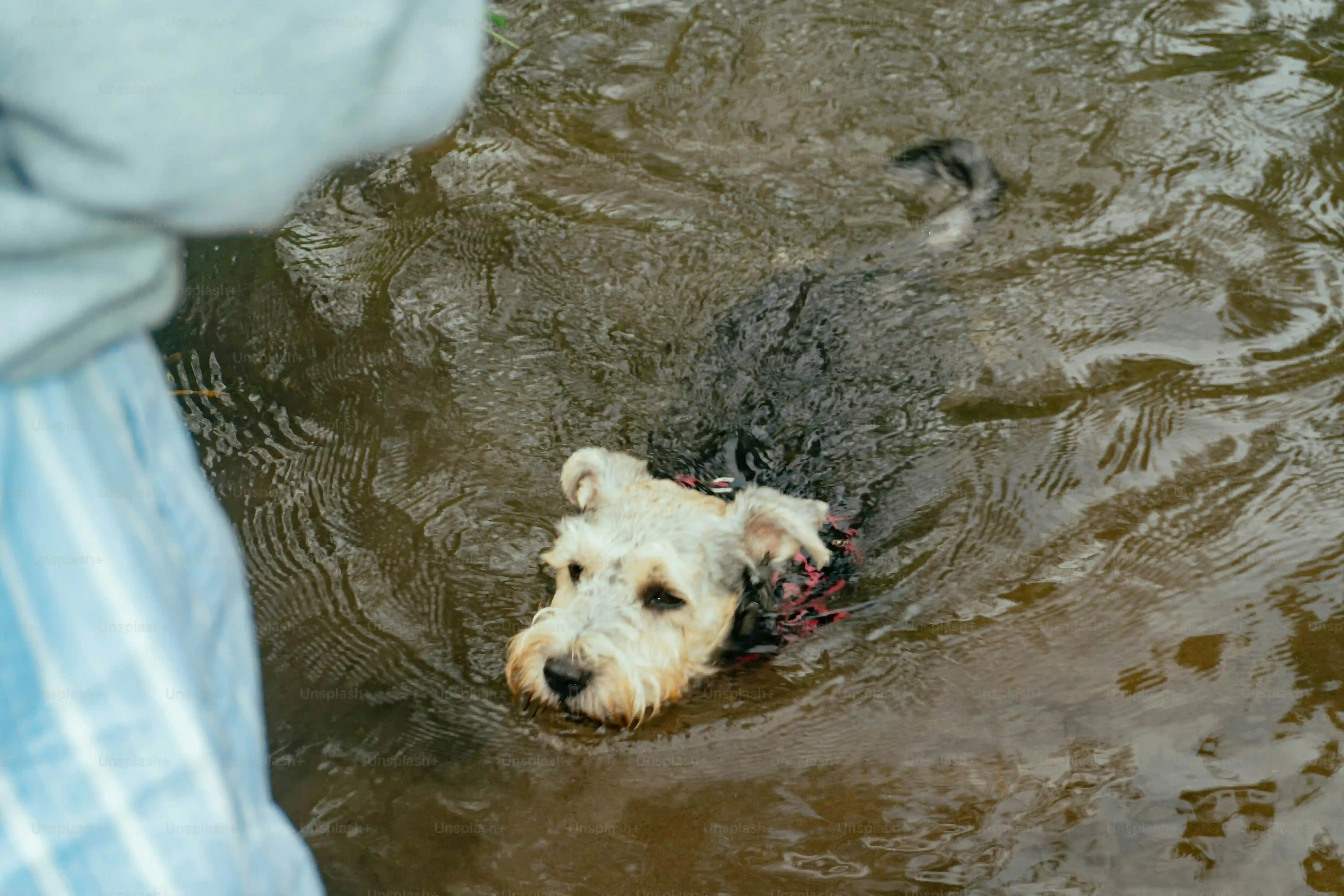 Les races de chiens de chasse d'eau : caractéristiques et aptitudes