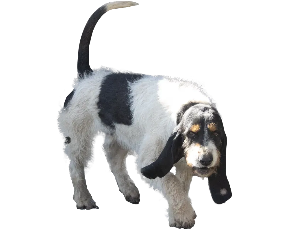 Les races de chiens idéales pour le sanglier