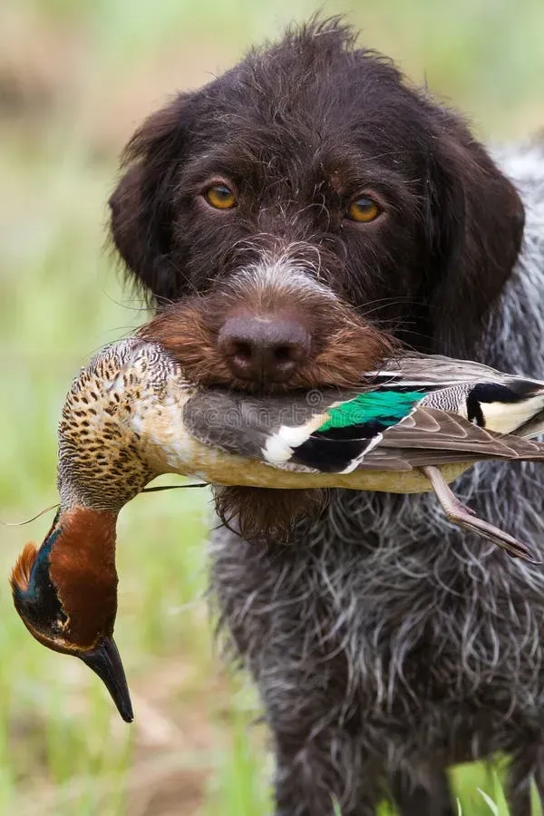 Les races d'élite pour le chien de chasse canard