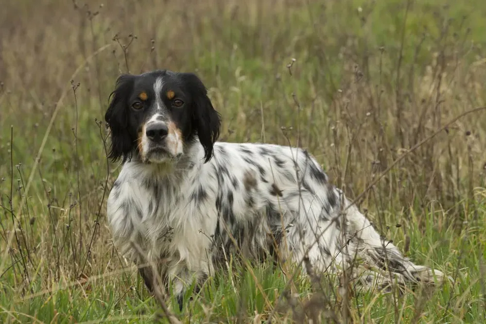 Les races emblématiques de chien de chasse anglais
