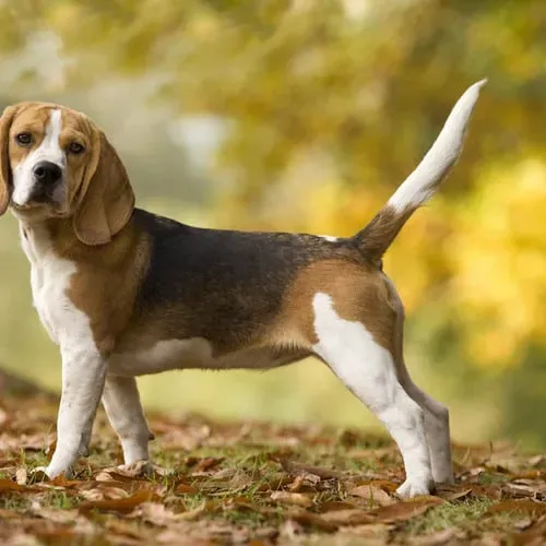 Les races emblématiques de chien de chasse court sur patte