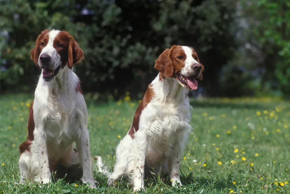 Les races emblématiques du chien de chasse fin