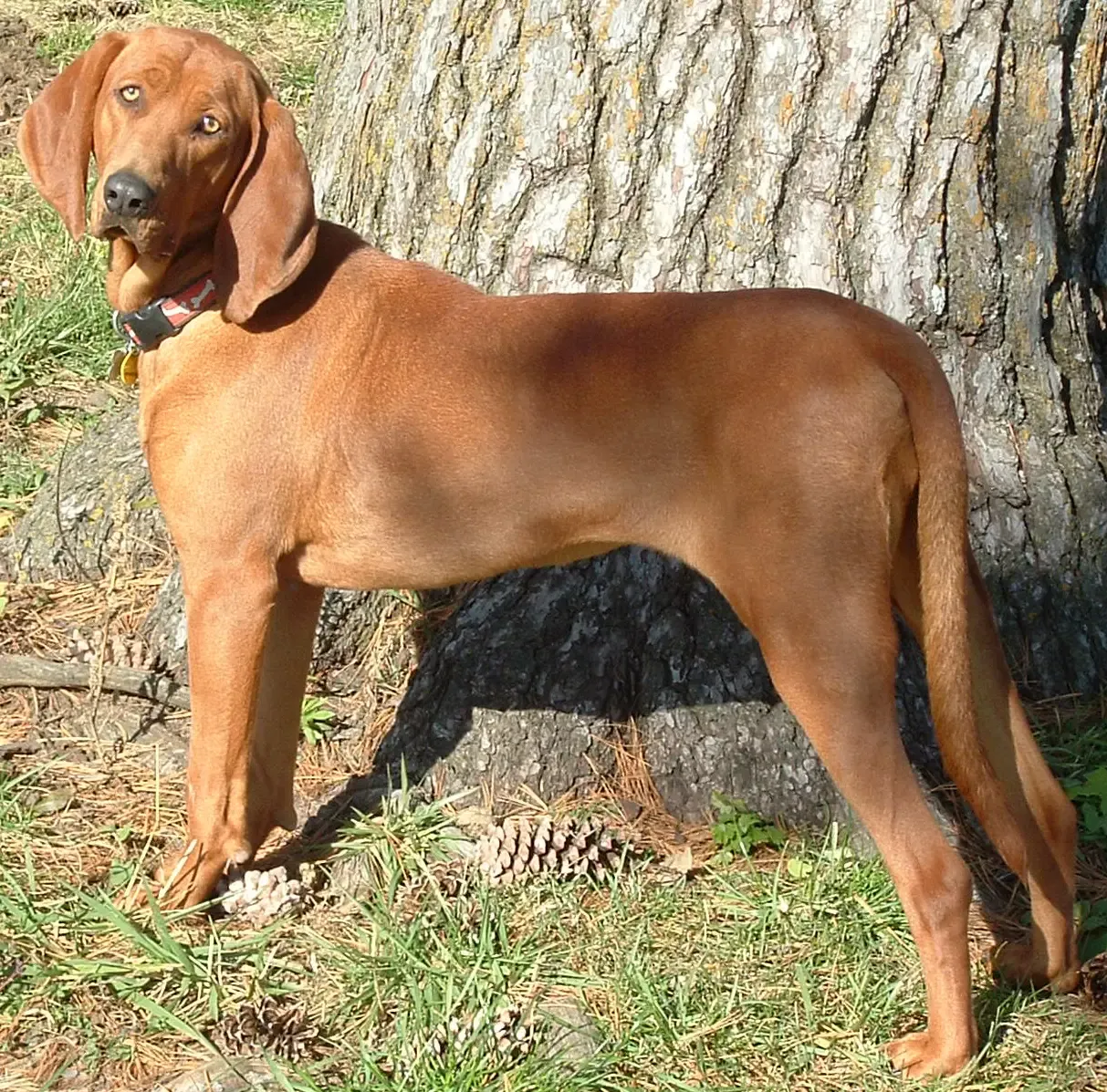 Les races phares du chien de chasse américain