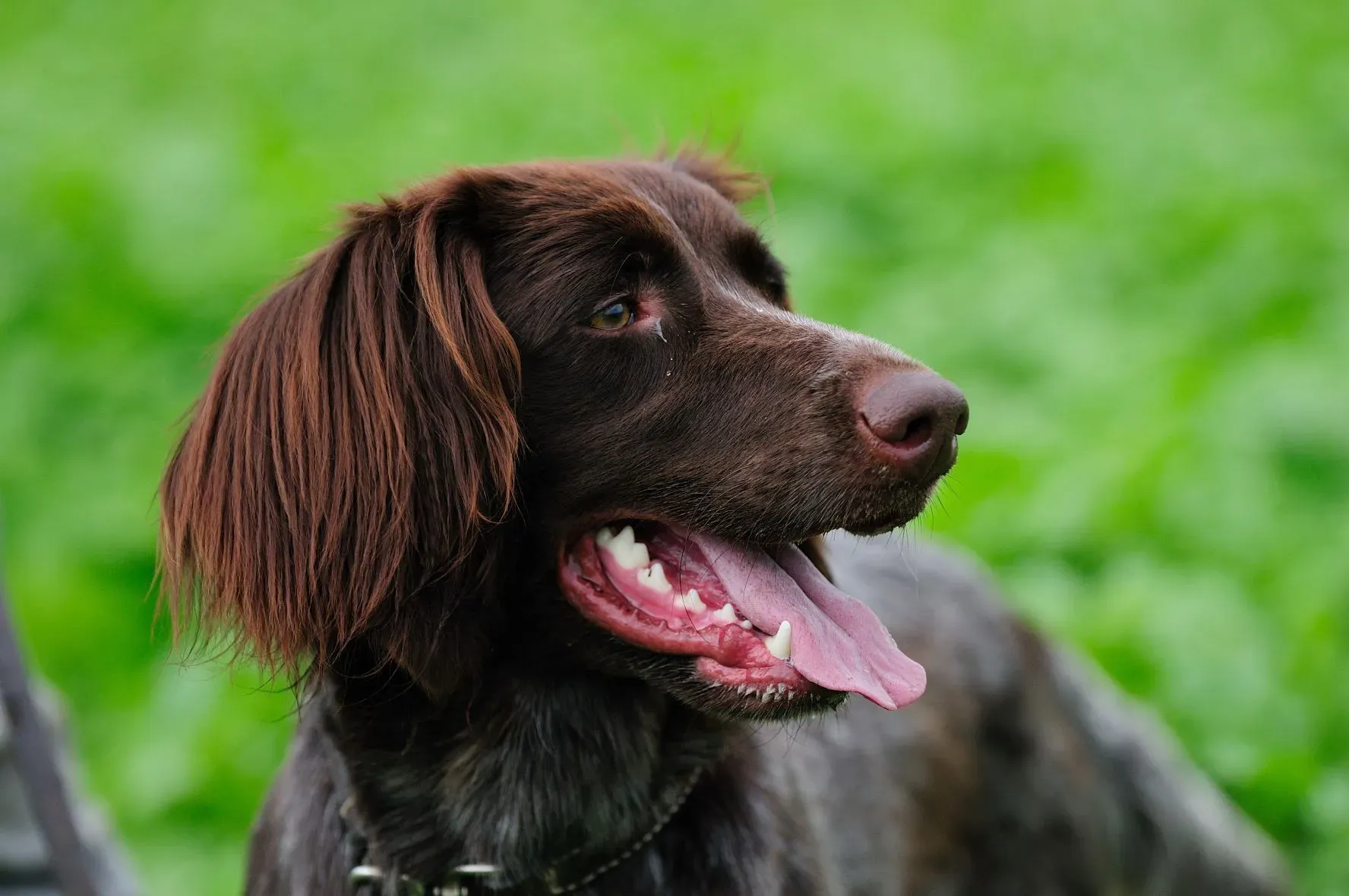 Les races populaires de chien de chasse allemand