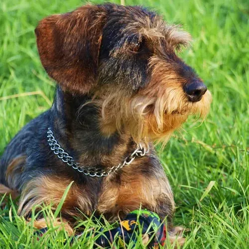 Les races populaires de chien de chasse de petite taille