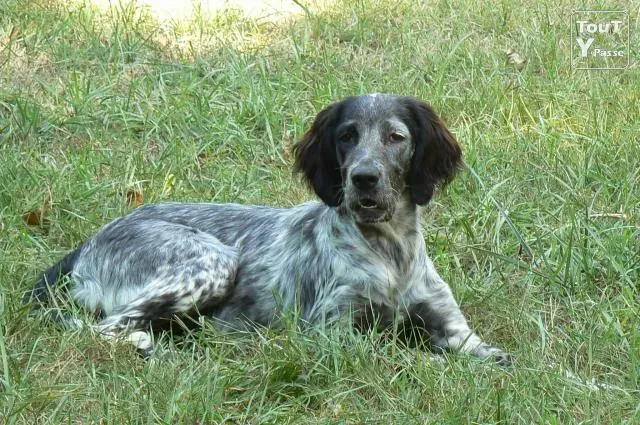 Les races populaires et leurs spécificités dans une annonce chien de chasse